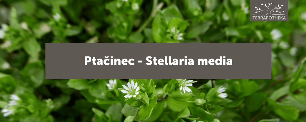 terrapotheka blog ptačinec