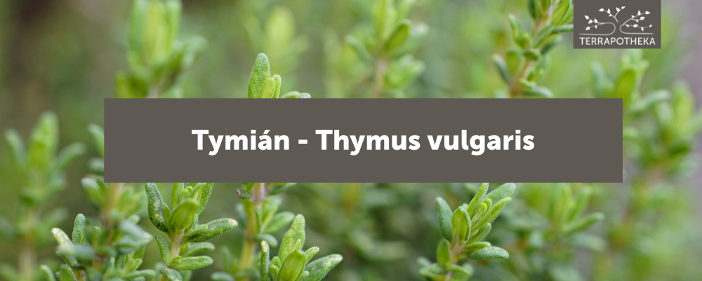 tymián blog