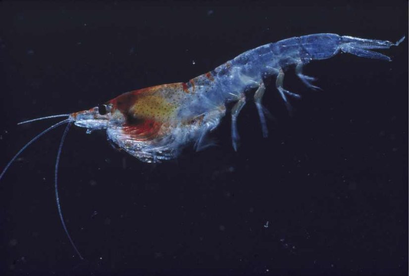 Krill olej Antarctica - kapsle