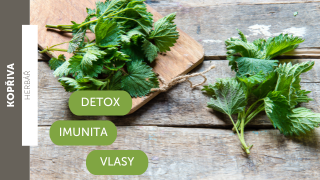 Kopřiva (urtica dioica)