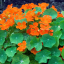 Lichořeřišnice Salvia Paradise - bezalkoholová tinktura 50 ml