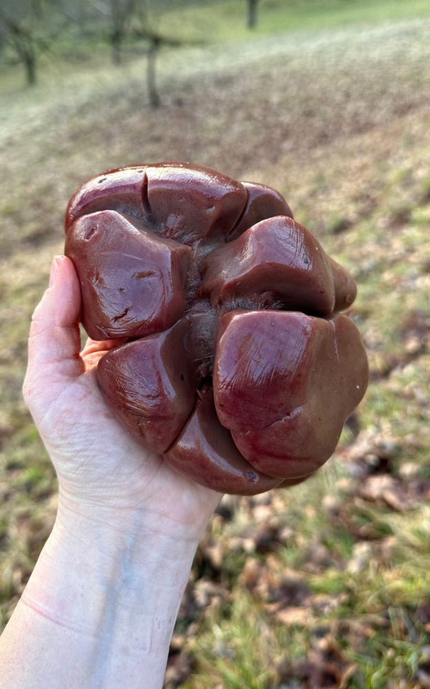 Bio hovězí ledviny Terrapothkea