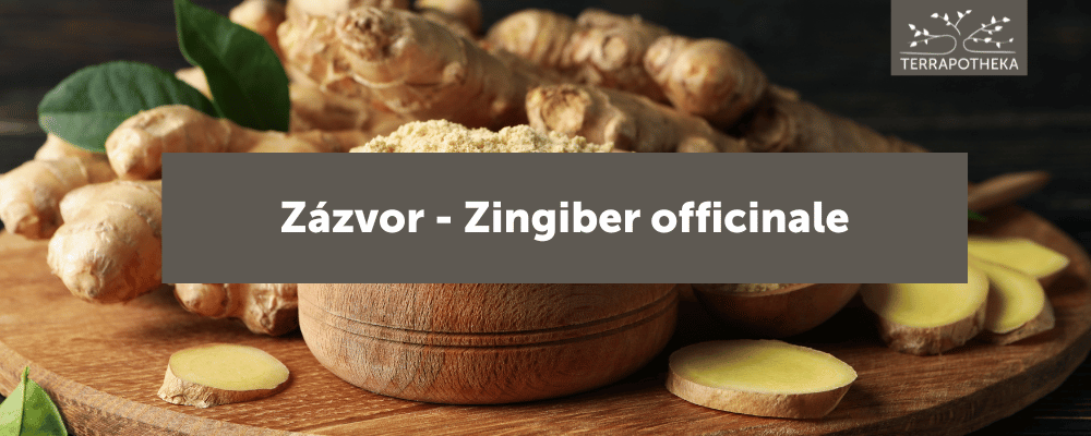 Terrapotheka - bio zázvor